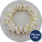 White Cockle - Shell  Wreath